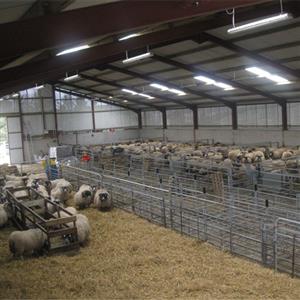 Prefabricated steel sheep farm