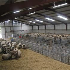 agriculture animal husbandry steel sheep farm