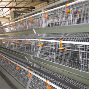 Steel chicken farm