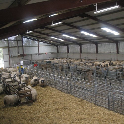 agriculture animal husbandry steel sheep farm