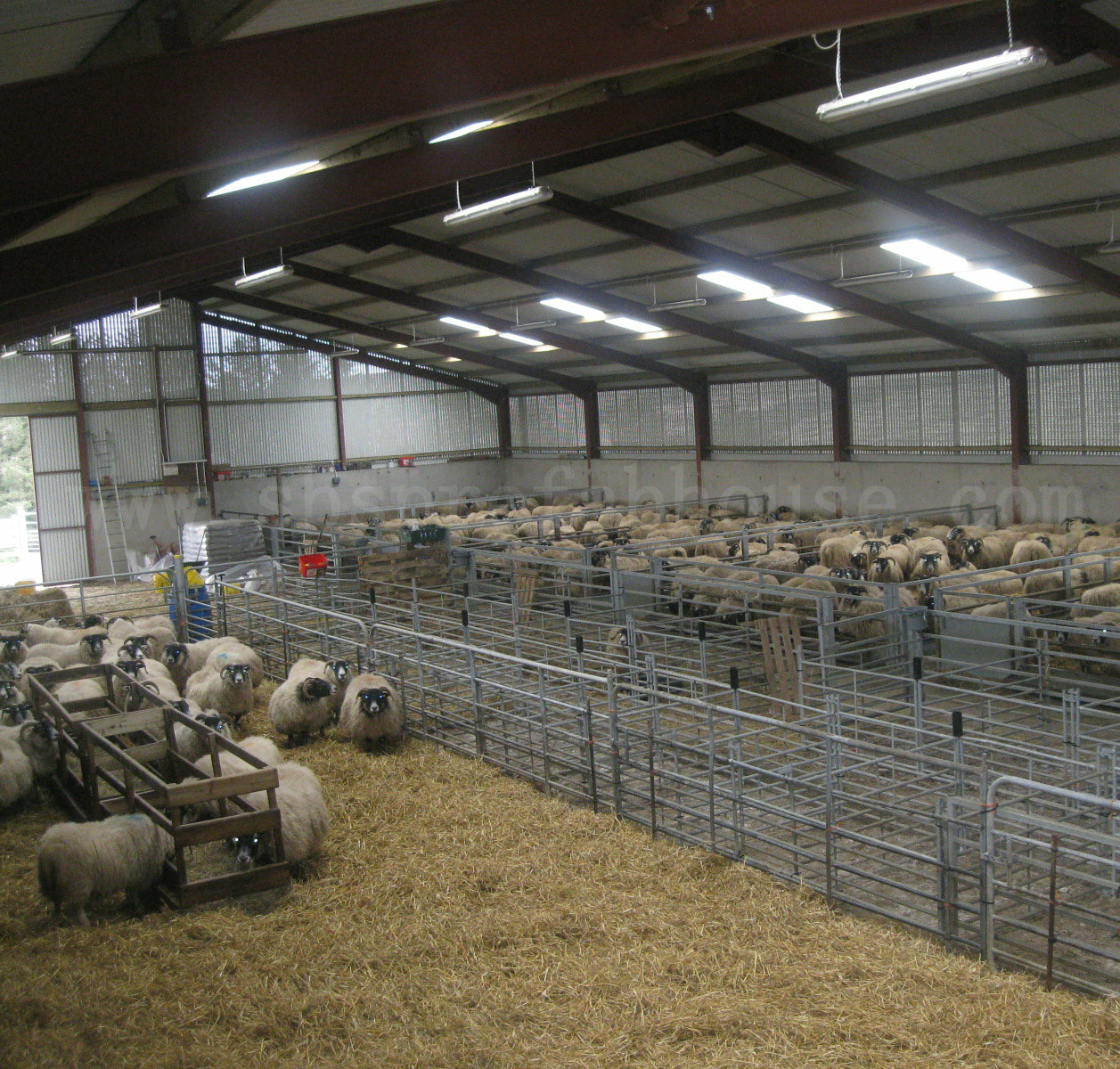 prefabricated-steel-sheep-yard-solution1