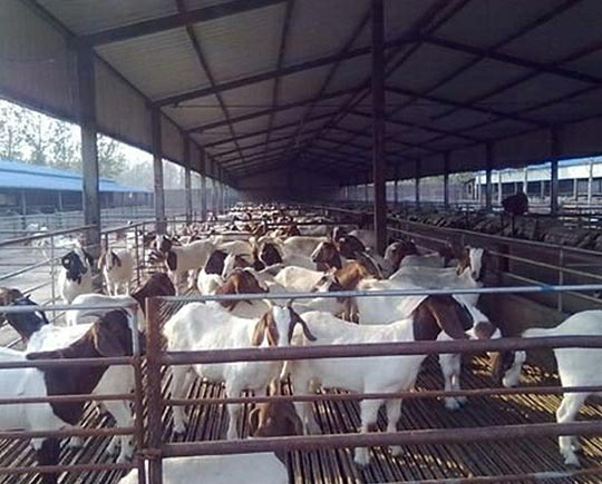 prefabricated-steel-sheep-yard-solution2