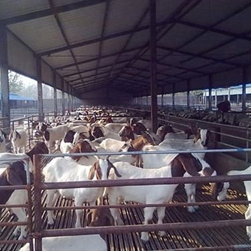 steel-sheep-farm_1
